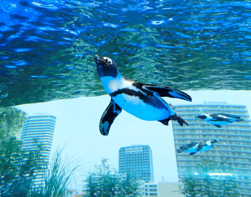 The current image has no alternative text. The file name is: 太阳城阳光水族馆(Sunshine-Aquarium).jpg